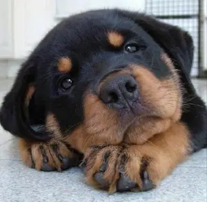 1-3 months Male Purebred Rottweiler