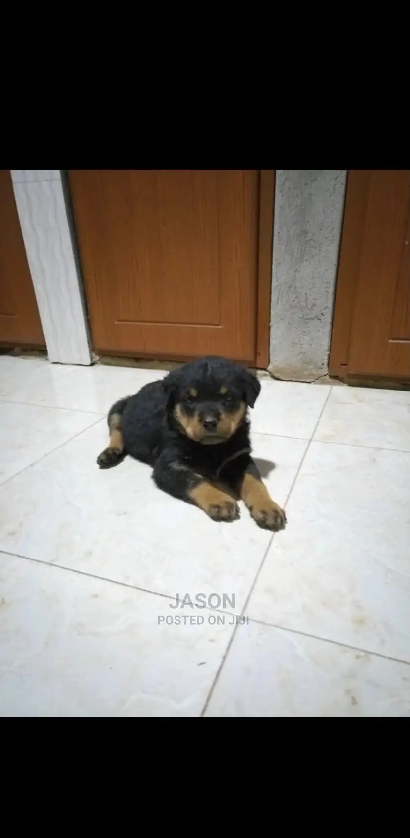 1-3 months Male Purebred Rottweiler