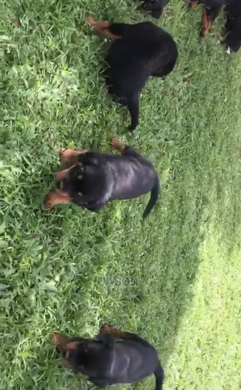 1-3 months Male Purebred Rottweiler