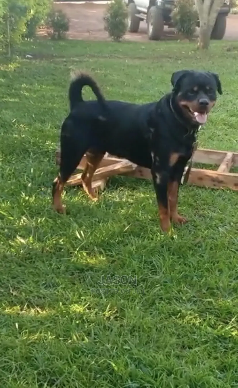 1-3 months Male Purebred Rottweiler