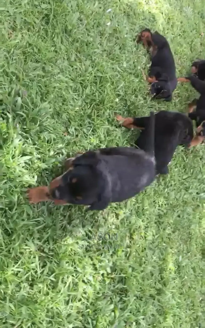 1-3 months Male Purebred Rottweiler