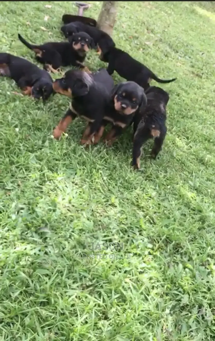1-3 months Male Purebred Rottweiler