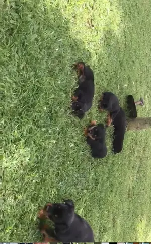 1-3 months Male Purebred Rottweiler