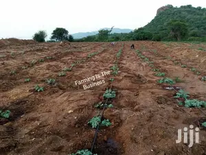 Agricultural Worker's