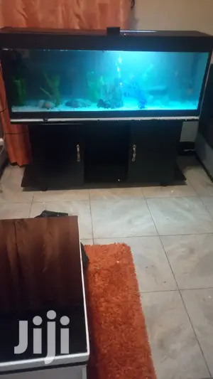 Beautiful Aquariums in All Shapes and Designs From Aqua 2000