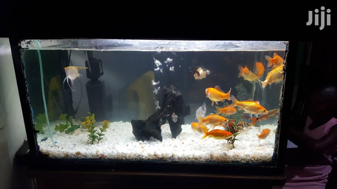 Aquarium
