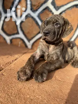 3-6 Month Male Purebred Boerboel