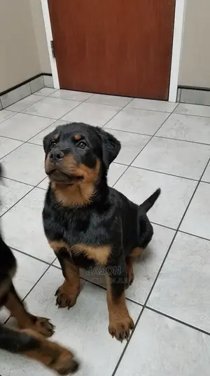 3-6 Month Female Purebred Rottweiler