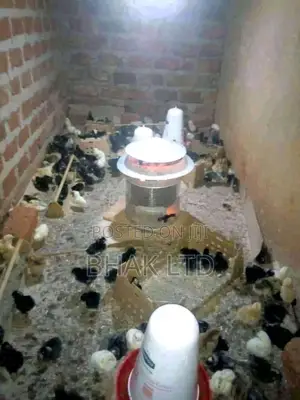 Brooders Sigiri