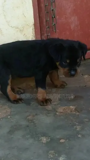 1-3 Month Female Purebred Rottweiler