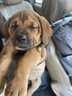 1-3 Month Male Purebred Boerboel