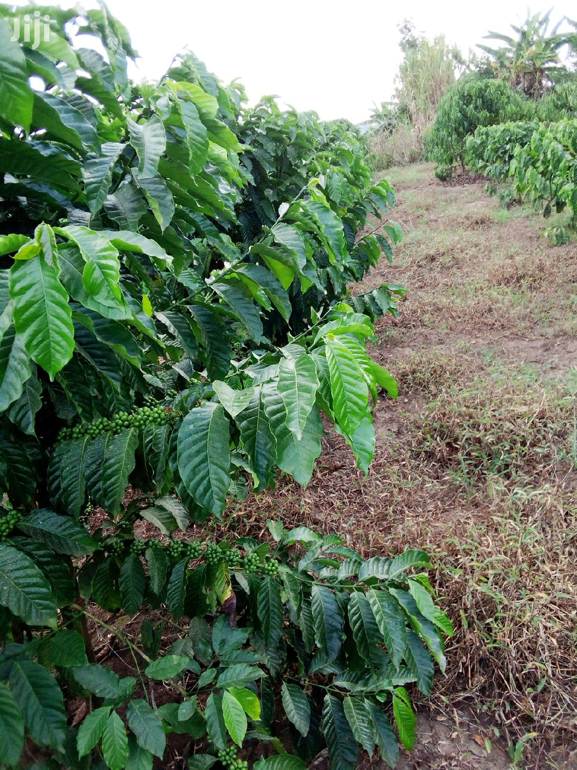 Coffee Seedlings in Kampala Feeds, Supplements & Seeds, Jacob