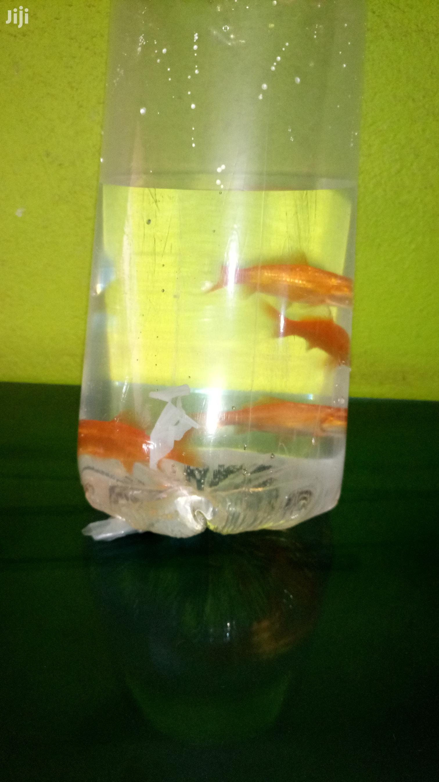 Best Size Gold Fish