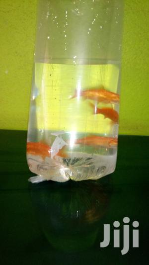 Best Size Gold Fish