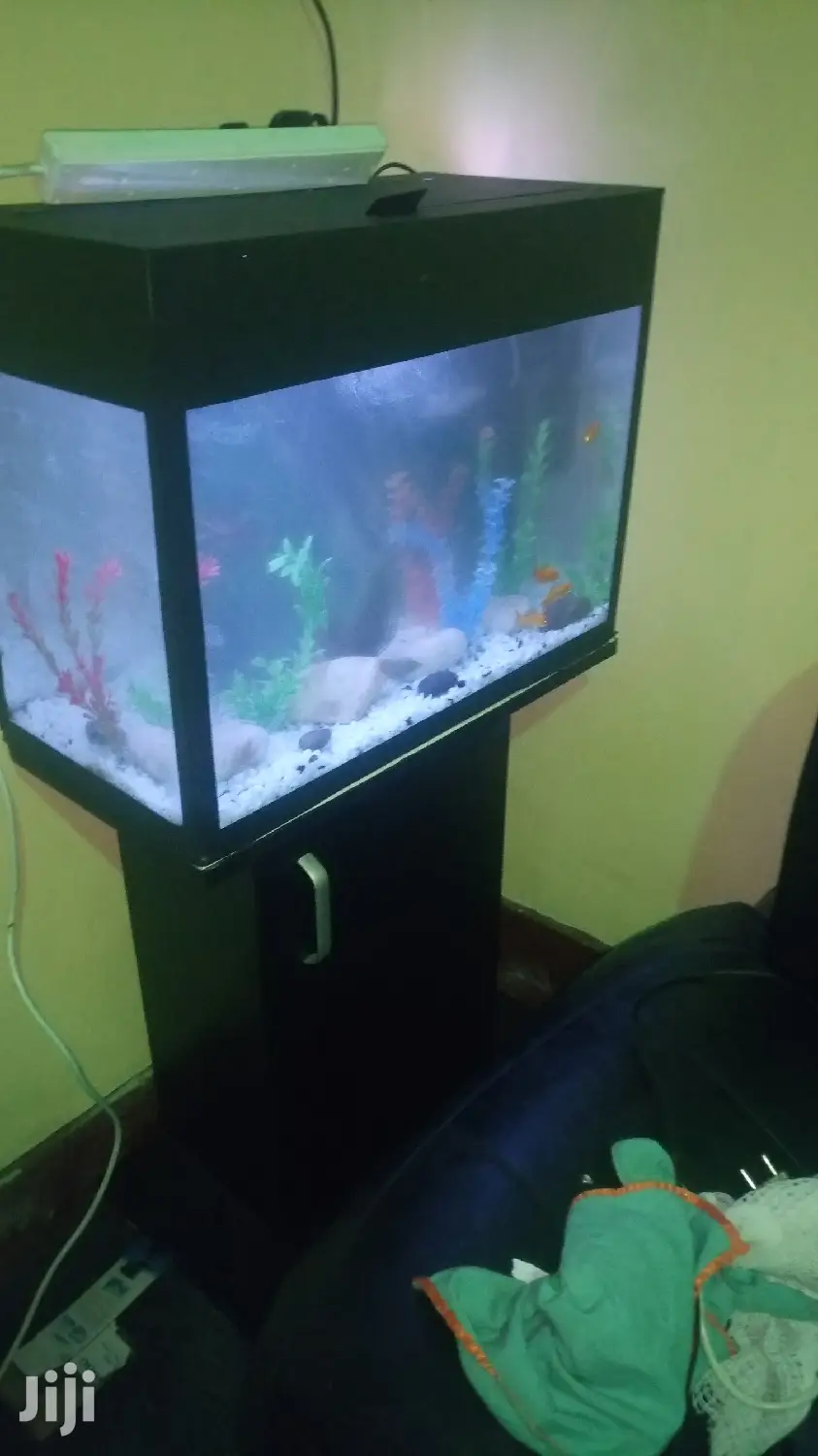 Aquariums in All Shapes and Designs Ftom Our Workshop