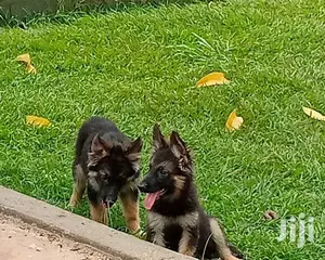 1-3 months Female Purebred German Shepherd