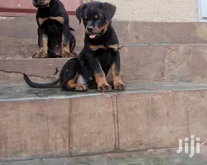 1-3 Month Male Purebred Rottweiler
