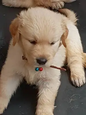 1-3 Month Male Purebred Golden Retriever