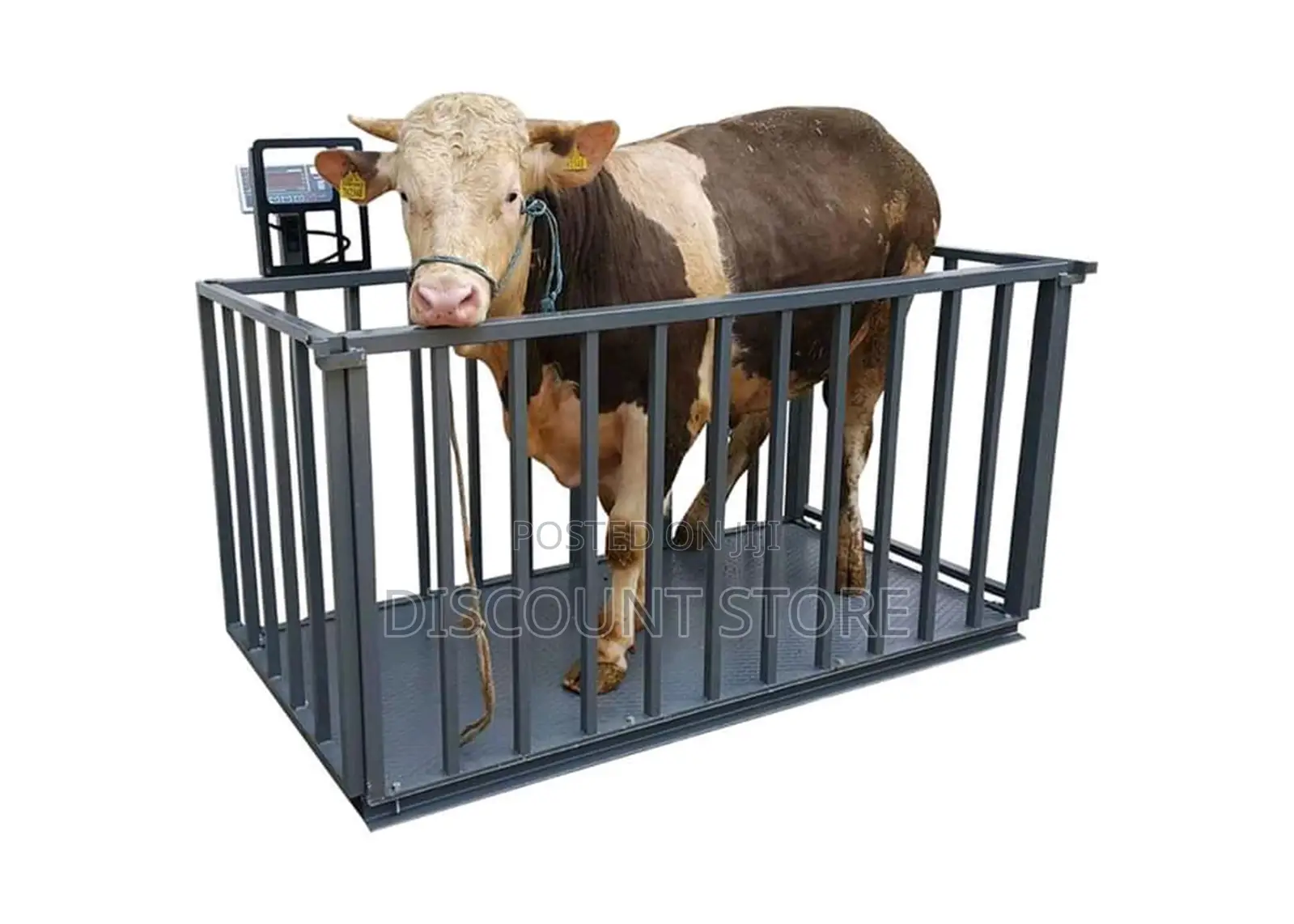 Cattle Weighing Scales for Cows, Goats, Pigs in Kampala