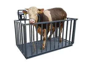 Cattle Weighing Scales for Cows, Goats, Pigs in Kampala