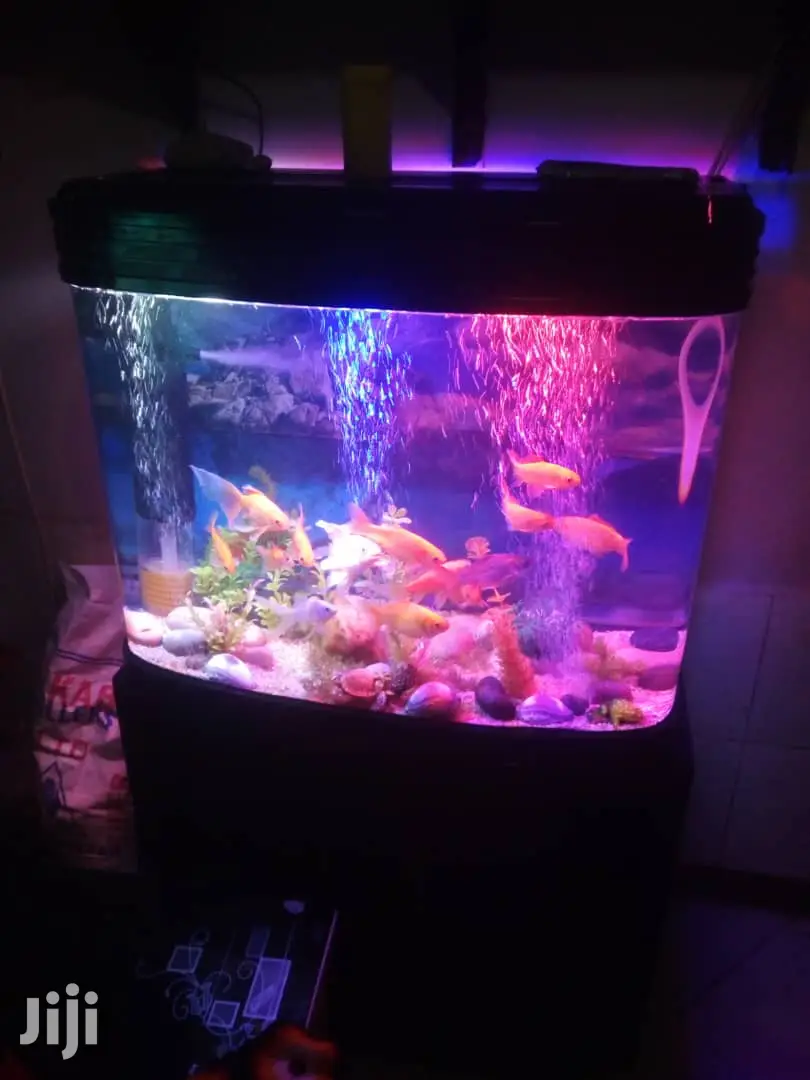 The Oval Aquarium