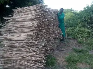 Cassava Stems Narocas Brand .