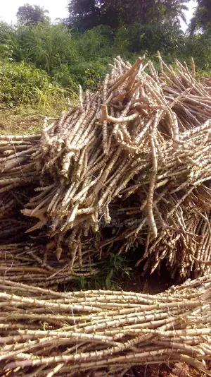 Cassava Stems Narocas Brand .