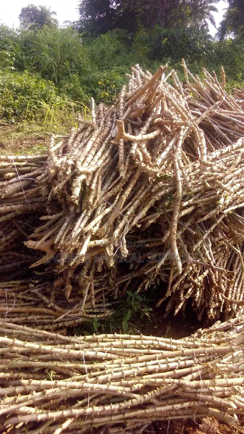 Cassava Stems Narocas Brand .