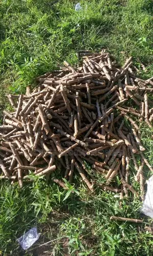 Cassava Stems Narocas Brand .