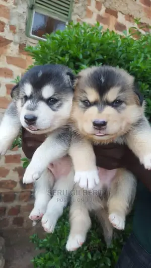 3-6 Month Male Purebred Siberian Husky