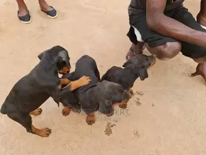 3-6 Month Female Purebred Doberman Pinscher