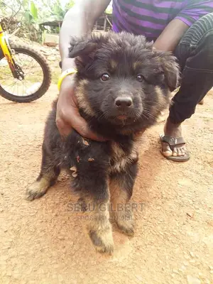 3-6 Month Female Purebred German Shepherd