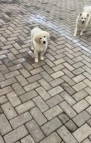 1-3 Month Female Purebred Golden Retriever