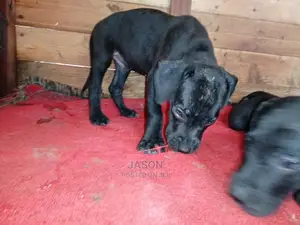 1-3 Month Male Purebred Great Dane