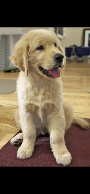 3-6 Month Female Purebred Golden Retriever