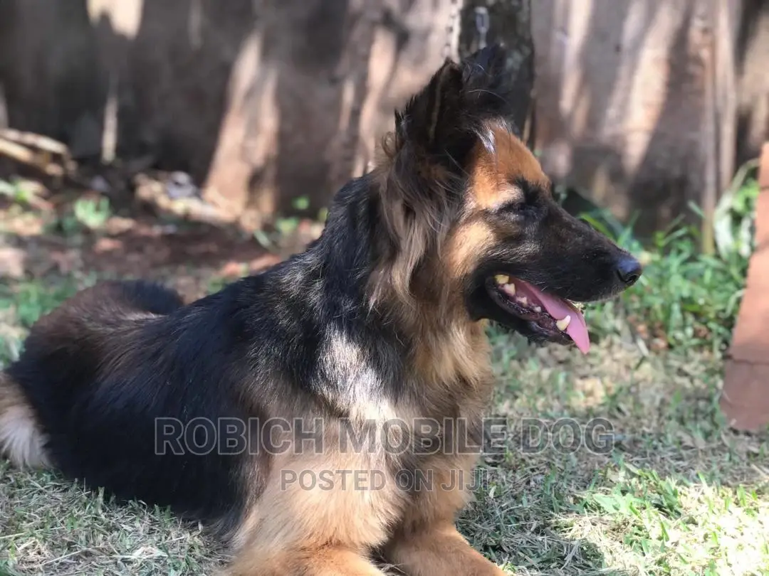 Dog Trainer