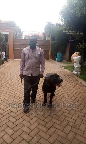 Dog Trainer