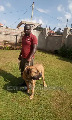 Dog Trainer