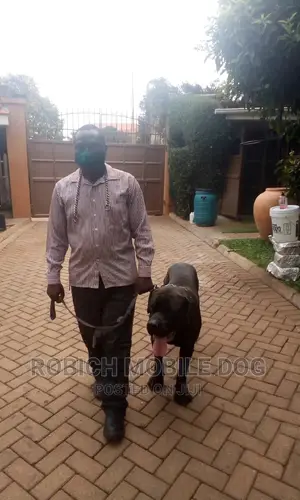 Dog Training Services