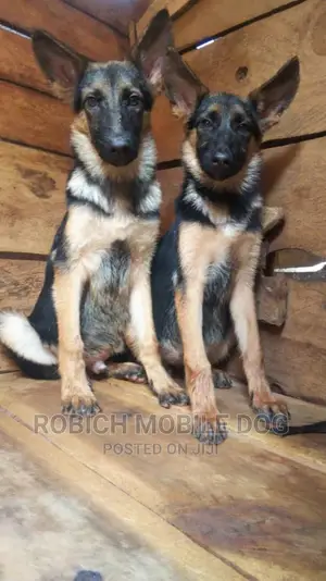 Dog Training Services