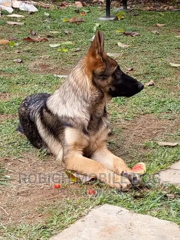 Dog Training Services