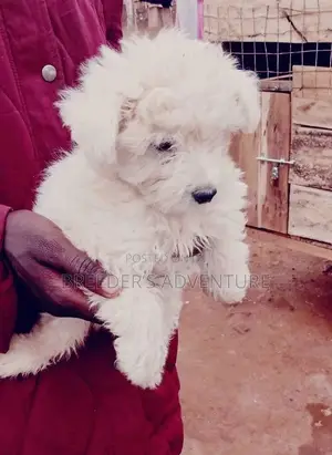 1-3 Months Female Purebred Maltese