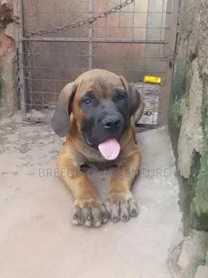3-6 Months Male Purebred Boerboel