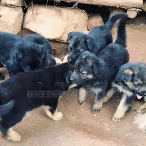 0-1 Month Female Purebred German Shepherd