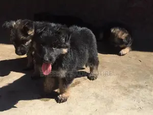 1-3 Months Male Purebred German Shepherd