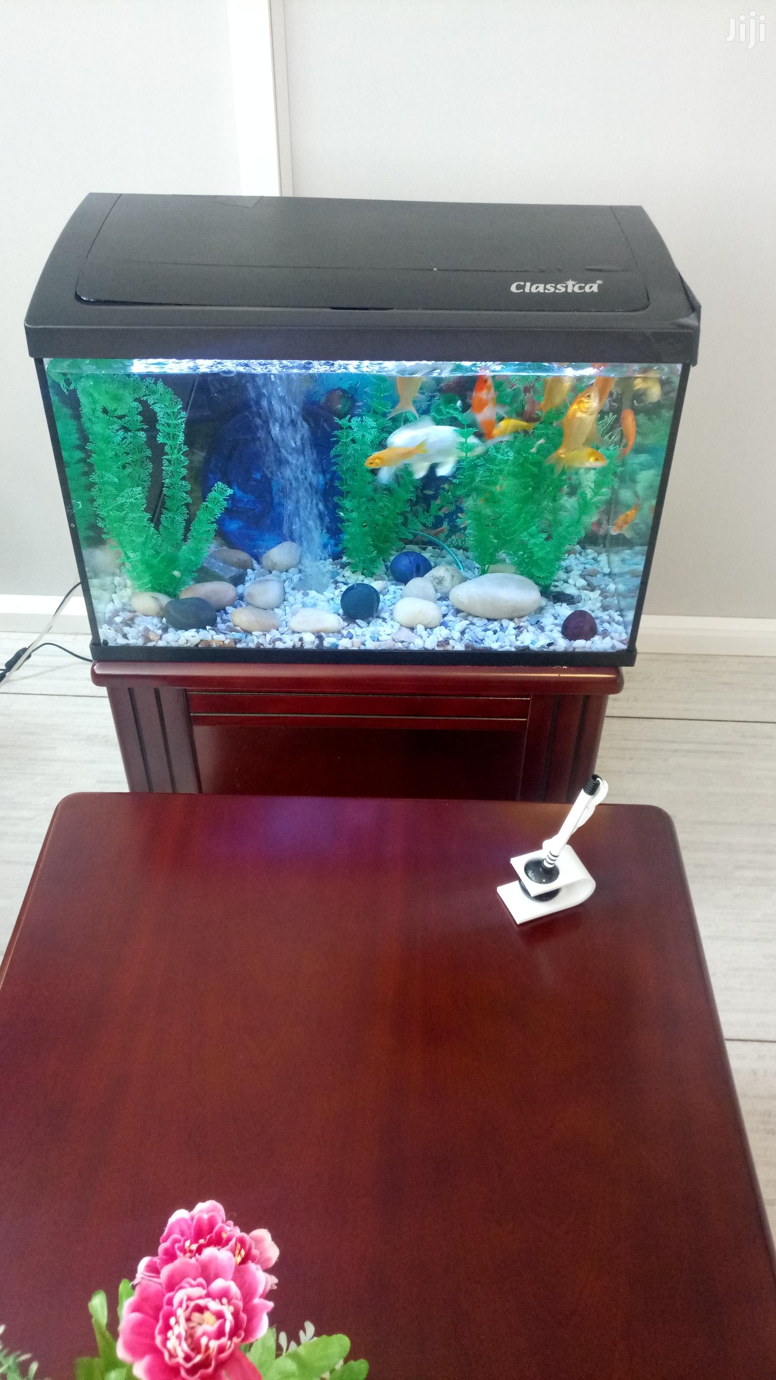 Aquariums and Fish