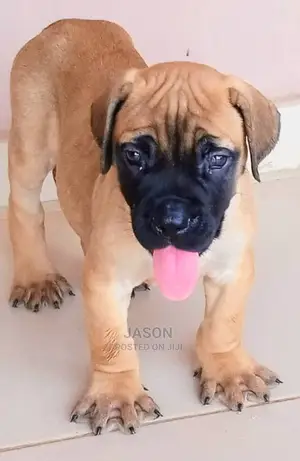 Pure Healthy Boerboel Puppy