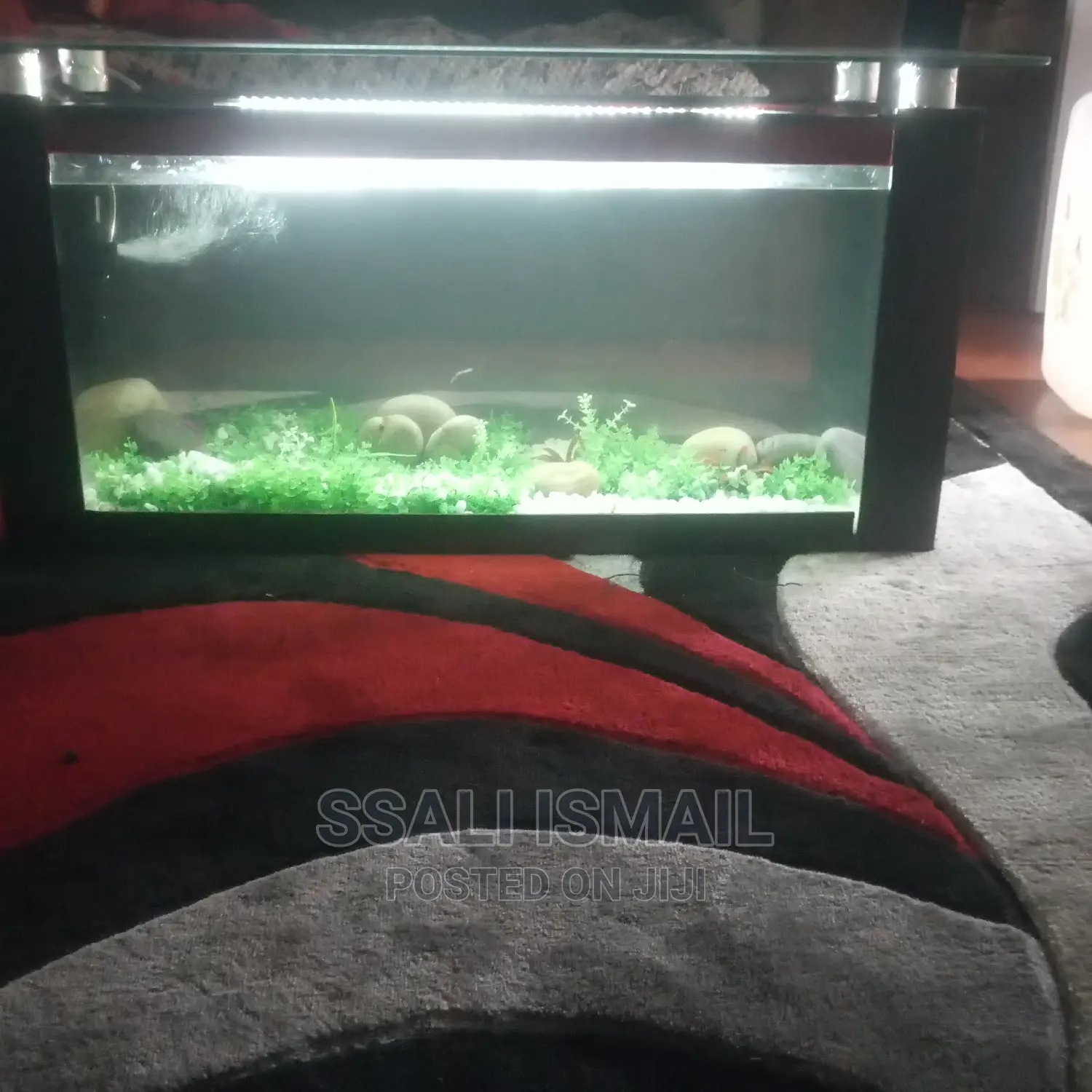 Cheaper and Well Designed Coffee Table Aquarium