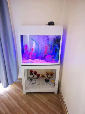 White Colour Aquarium With Better Settings