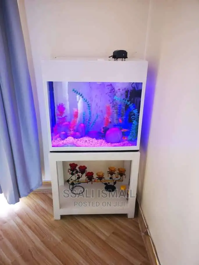 White Colour Aquarium With Better Settings